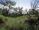 Lahaina Pali Trail